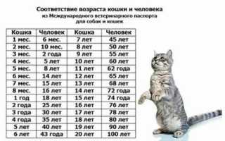 Сколько Лет Коту по Человеческим Меркам Таблица Британец Вислоухий • Детство и юность