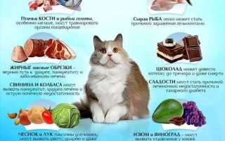 Кормление Котенка Мейн Куна по Месяцам Таблица • Уход за когтями