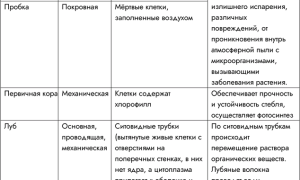 Древесина Тип Ткани Особенности Строения Клеток Выполняемая Функция Таблица • Покровная ткань