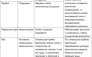 Древесина Тип Ткани Особенности Строения Клеток Выполняемая Функция Таблица • Покровная ткань