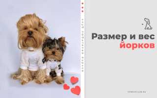 Размеры Йорка Стандарт в Сантиметрах по Возрасту Таблица • Стандарт породы