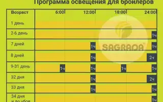 Температура Для Бройлеров в Домашних Условиях Таблица Помещении • Лампы для освещения