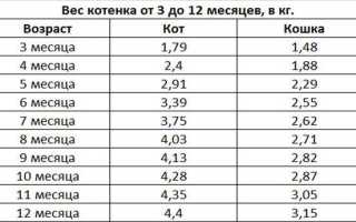 Вес Таблица Шотландского Котенка по Месяцам Вислоухого • Размер шотландцев