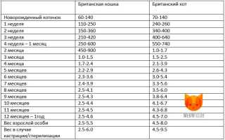 Сколько Должен Весить Кот в 3 Месяца Таблица Возраст • Учимся ходить