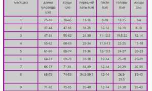 Таблица Роста Щенка Восточно Европейской Овчарки • Натуральные продукты